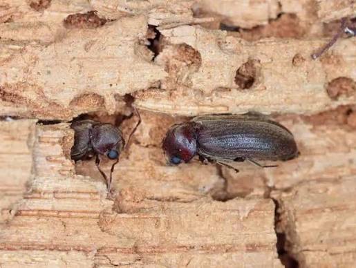 Wood Borer Control Services in Kilpauk
